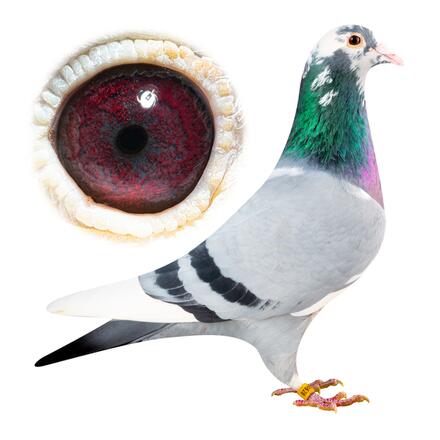 再出品テスト１